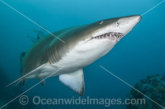Grey Nurse Shark Australia photo