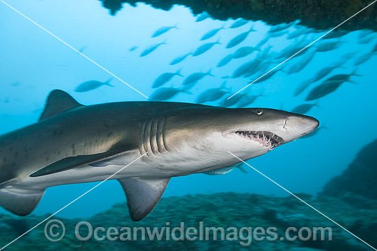 Sand Tiger Shark photo
