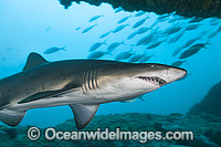 Sand Tiger Shark Photo - Gary Bell