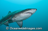 Grey Nurse Shark Solitary Islands Photo - Gary Bell