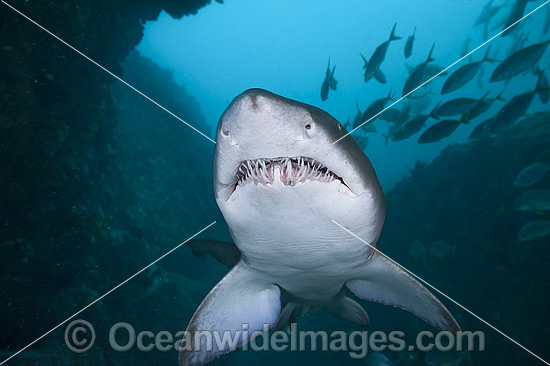 Grey Nurse Shark photo
