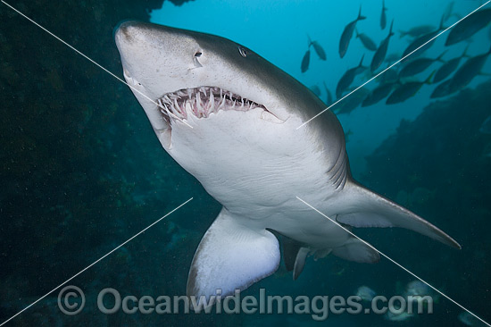 Grey Nurse Shark Solitary Islands photo