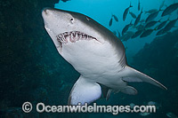 Grey Nurse Shark Solitary Islands Photo - Gary Bell