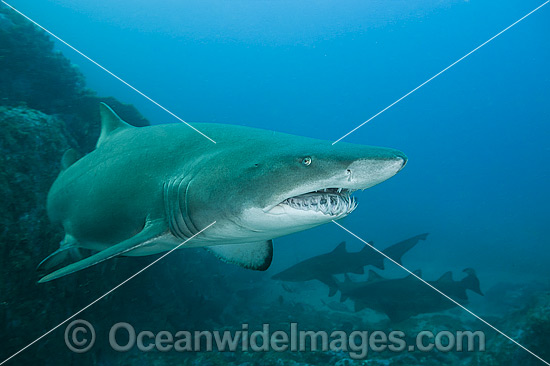 Grey Nurse Shark photo
