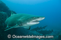 Grey Nurse Shark Photo - Gary Bell