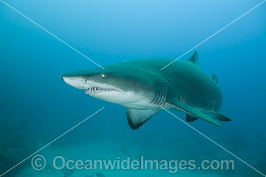 Sand Tiger Shark photo