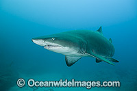 Sand Tiger Shark Photo - Gary Bell