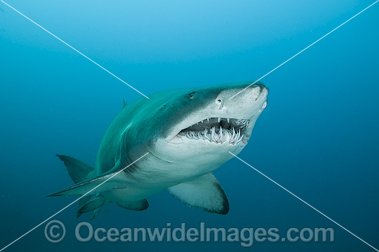 Grey Nurse Shark Solitary Islands photo