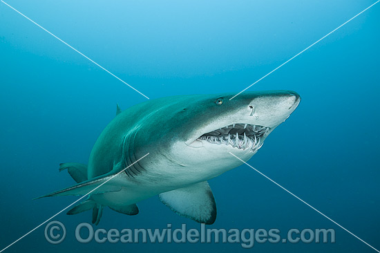 Grey Nurse Shark photo