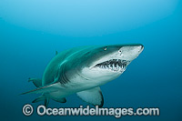 Grey Nurse Shark Photo - Gary Bell