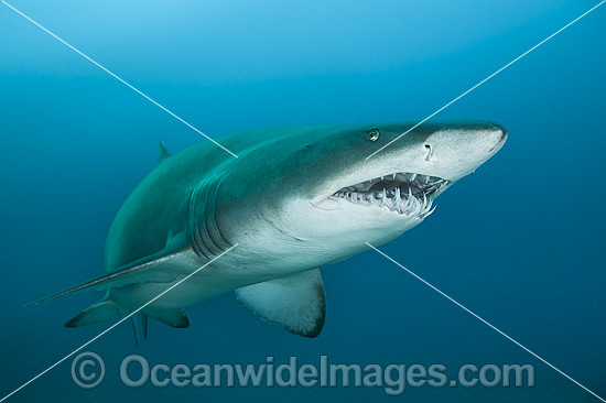 Sand Tiger Shark photo