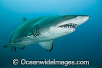 Grey Nurse Shark Solitary Islands Photo - Gary Bell