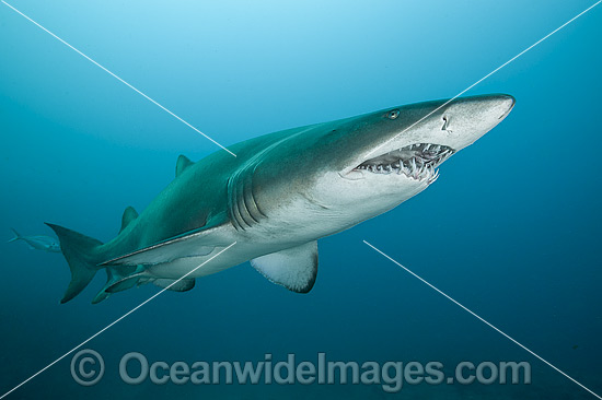 Grey Nurse Shark photo Grey Nurse Shark photo