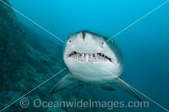 Grey Nurse Shark Australia photo Grey Nurse Shark Australia photo