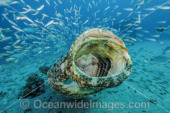 Atlantic Goliath Grouper with Baitfish photo