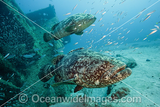 Atlantic Goliath Grouper on Zion Shipwreck photo Atlantic Goliath Grouper on Zion Shipwreck photo
