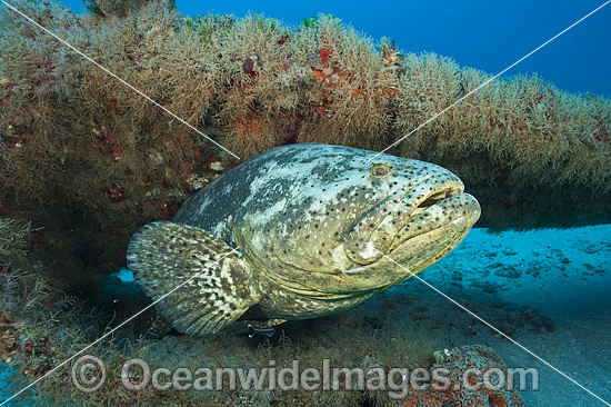 Atlantic Goliath Grouper on Shipwreck photo Atlantic Goliath Grouper on Shipwreck photo