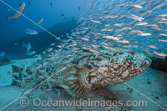 Goliath Grouper with Baitfish photo Goliath Grouper with Baitfish photo