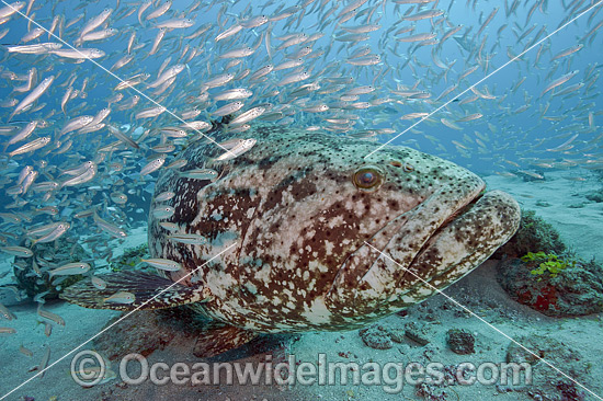 Atlantic Goliath Grouper with Baitfish photo Atlantic Goliath Grouper with Baitfish photo