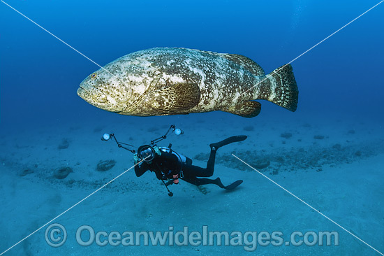 Diver and Atlantic Goliath Grouper photo Diver and Atlantic Goliath Grouper photo