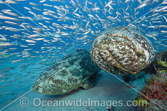 Atlantic Goliath Grouper with Baitfish photo Atlantic Goliath Grouper with Baitfish photo