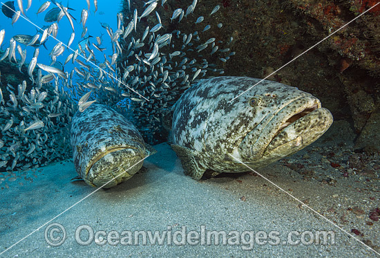 Atlantic Goliath Grouper Florida photo Atlantic Goliath Grouper Florida photo