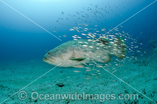 Atlantic Goliath Grouper with Baitfish photo Atlantic Goliath Grouper with Baitfish photo
