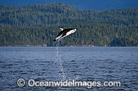 Pacific White-sided Dolphin breaching Photo - Michael Patrick O'Neill