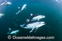 Pacific White-sided Dolphin pod underwater Photo - Michael Patrick O'Neill