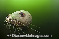 Steller Sea Lion underwater Photo - Michael Patrick O'Neill