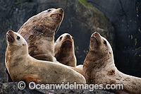 Steller Sea Lions Photo - Michael Patrick O'Neill
