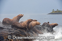 Steller Sea Lion on rocks Photo - Michael Patrick O'Neill