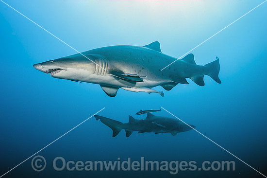Sand Tiger Shark photo Sand Tiger Shark photo