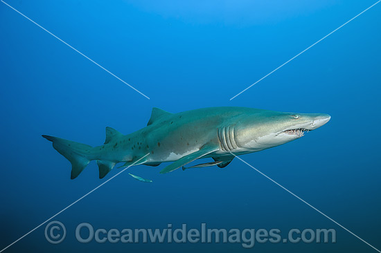 Sand Tiger Shark photo Sand Tiger Shark photo