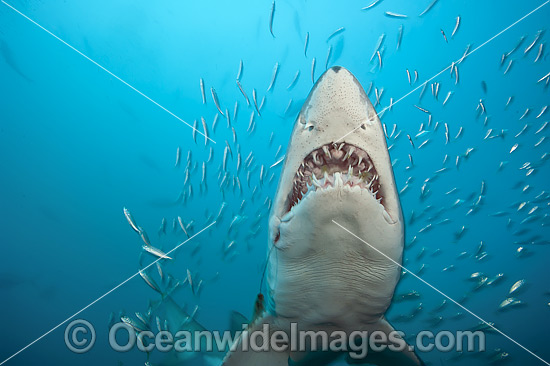 Sand Tiger Shark photo Sand Tiger Shark photo