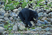 Black Bear in Clayoquot Sound Photo - Michael Patrick O'Neill