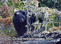 Black Bear in Clayoquot Sound Photo - Michael Patrick O'Neill