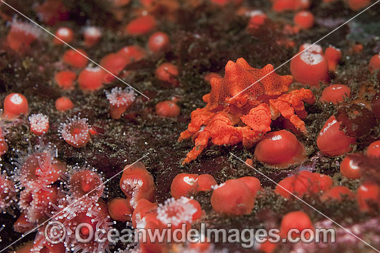 Puget Sound King Crab photo Puget Sound King Crab photo