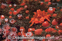 Puget Sound King Crab Photo - Michael Patrick O'Neill