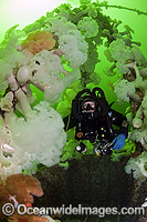 Scuba Diving HMCS Saskatchewan wreck Photo - MIchael Patrick O'Neill