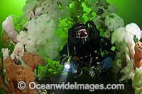 HMCS Saskatchewan wreck Nanaimo Photo - MIchael Patrick O'Neill