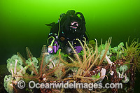 Cape Breton wreck Vancouver Island Photo - MIchael Patrick O'Neill