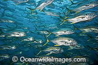 Crevalle Jack Caranx hippos Photo - Michael Patrick O'Neill