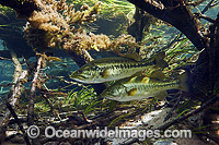 Large-mouth Bass in Florida Photo - Michael Patrick O'Neill