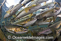 Pink Salmon in stream Canada Photo - Michael Patrick O'Neill
