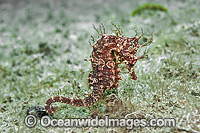 Lined Seahorse Lake Worth Lagoon Photo - Michael Patrick O'Neill