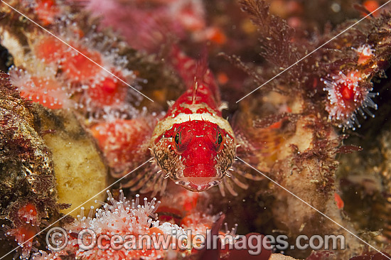 Scalyhead Sculpin Artedius harringtoni photo Scalyhead Sculpin Artedius harringtoni photo