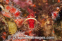 Scalyhead Sculpin Artedius harringtoni Photo - Michael Patrick O'Neill
