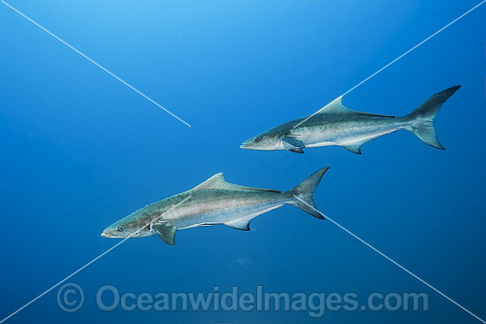 Cobia Rachycentron canadum photo Cobia Rachycentron canadum photo