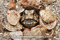 Jawfish incubating eggs in mouth Photo - MIchael Patrick O'Neill